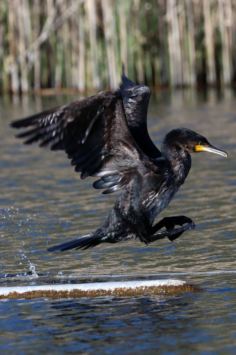 nottingwings's tweet photo. Cormorant, Jubilee Campus @UniofNottingham, 20-April-2023
#OurWorldIsWorthSaving #TwitterNatureCommunity #BirdPhotography #NearbyWild #Nottingham #LoveNotts #BeastsOfUoN #BirdsSeenIn2023 #PhalacrocoraxCarbo https://t.co/BAamOOCxkp