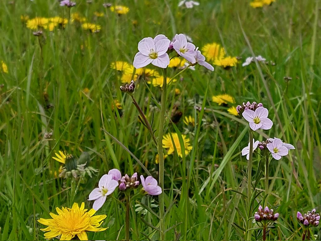 donnarainey4's tweet photo. The roundabout just outside #Donegal town is a stunning display of Cuckoo flowers &amp; #dandelions  I hope this isn't going to be mowed @donegalcouncil ? Is this part of your @PollinatorPlan  actions? The road verges are absolutely beautiful at the moment too, well done! https://t.co/xuX9NChQgG
