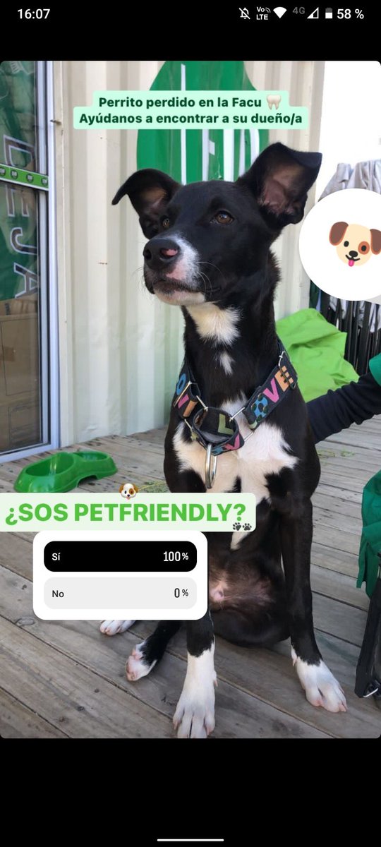 Perrito perdido en la Facultad de odontología!! Difundir por favor 
<a href="/VivireNuevaCba/">VivirenNuevaCórdoba®</a>