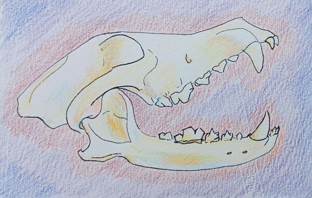 dark_ice_dragon's tweet photo. ‘Jaw’ prompt for sketchadayapp. #Wolf #skull. https://t.co/YORHMhCPNe