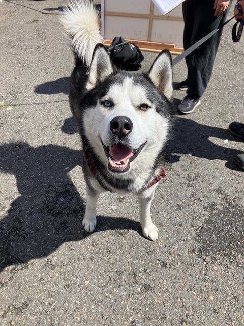 OregonHumane's tweet photo. #ThrowbackThursday to our first partnership last week with @blanchethouse1! Together, we provided free veterinary consultations, vaccines, food, and supplies to 49 companion animals of houseless and low-income Portland residents. ❤️ #BeMoreHumane https://t.co/8ydQUFFE8w