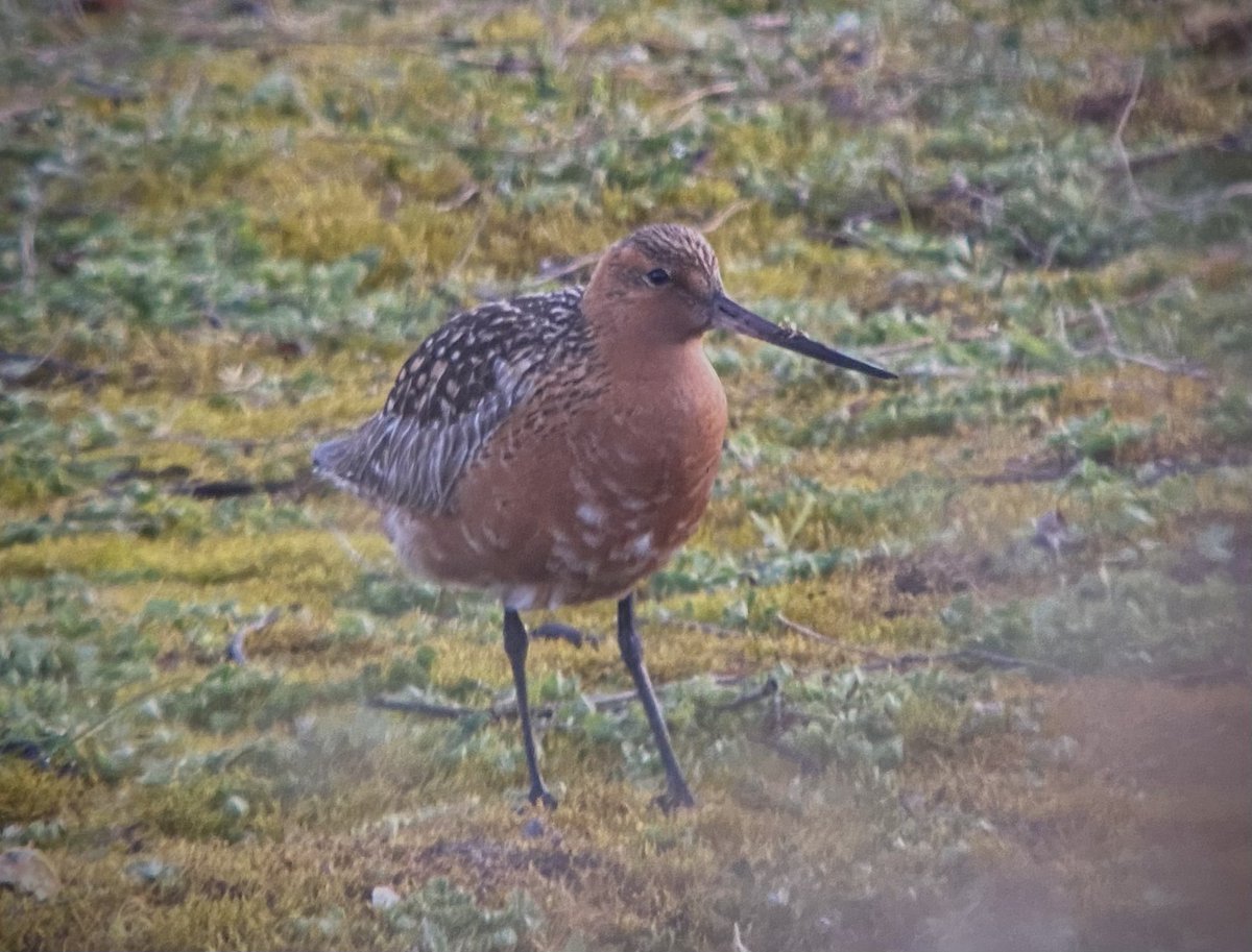 Ben_c_m_18's tweet photo. BOOM! 2 Bar-tails tonight! Cheers @wheatear9 #patchlifer #PWC2023 @PatchBirding https://t.co/WM0VjxV0nB