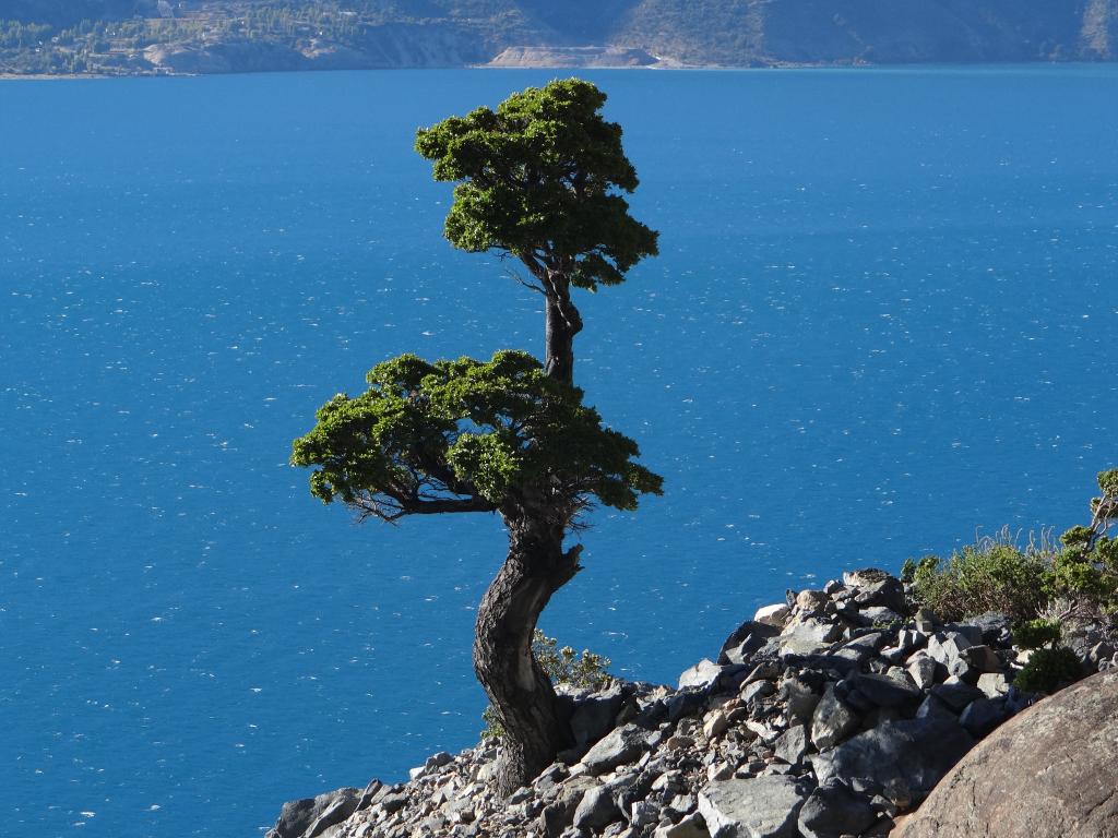 ca_austral's tweet photo. ¡Me encanta este Ñirre! 🌳❤
Se mantiene aferrado a las rocas en el Paso de las Llaves, pequeño frente al enorme Lago General Carrera. ¿Lo has visto? 👀
•
ℹ https://t.co/cvEDTyD7Oo
•
#Chile #SurdeChile #Patagonia #Aysen #LagoGeneralCarrera #ChileChico #PuertoGuadal #Chelenko https://t.co/7ZEeSOPUjI