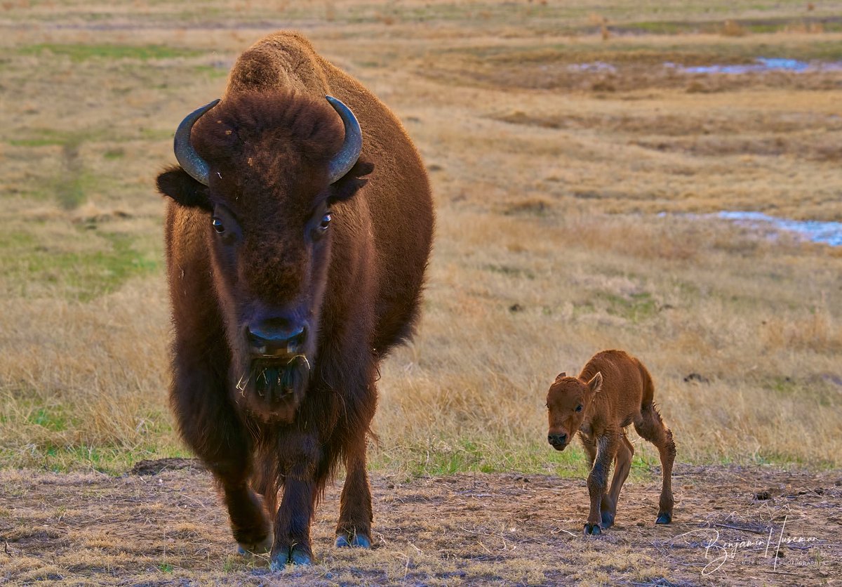 È nato il primo cucciolo di bisonte della stagione al Rocky Mountain Arsenal National Wildlife Refuge in Colorado! Lo scorso fine settimana è stato avvistato. <a href="/USFWSMtnPrairie/">US Fish and Wildlife</a>