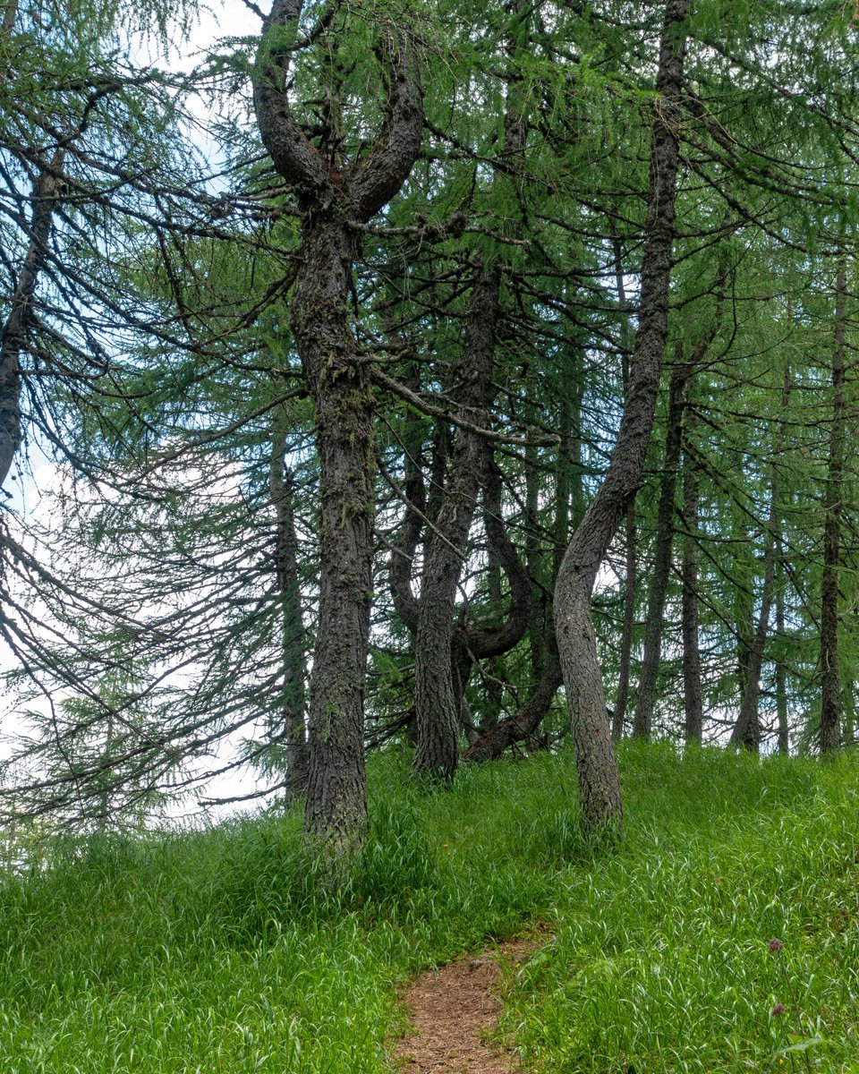 dolomitiblog's tweet photo. #Strane #Geometrie della #Natura, #ValdiZoldo (BL)

💻 https://t.co/pu2WmXsrf0
📷 #SonyRx100V

#promozionebellunoeprovincia #themountainsofvenice #dolomitibellunesi #dohlomiti #dolomitiblog #dolomiti #dolomites #dolomiten #montagne #mountains #dolomitiunesco #dolomitesunesco https://t.co/KgmpWK9HQt
