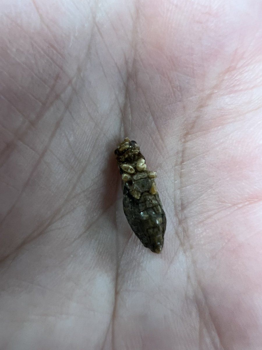 a_faulk64's tweet photo. HFC3M - Cooking with crickets 🦗💚 @BCIVS https://t.co/vXDC1gKEJt