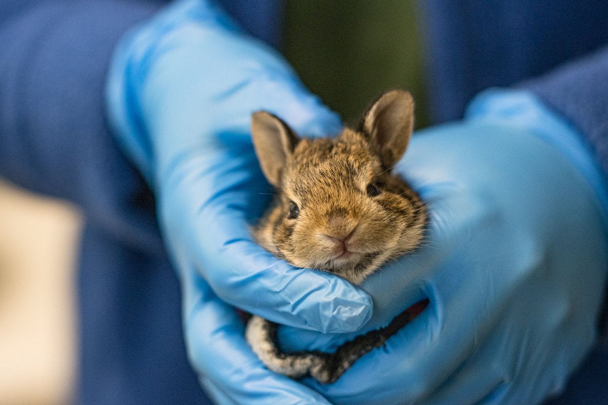 HoustonSPCA's tweet image. How can you say no to that face?? Houston SPCA&apos;s Wildlife Center of Texas is in need of pet food donations, and open bags are acceptable. Donations can be brought to the Wildlife Center of Texas lobby at our campus at 7007 Old Katy Road! #WildlifeRehab #GiveLocal