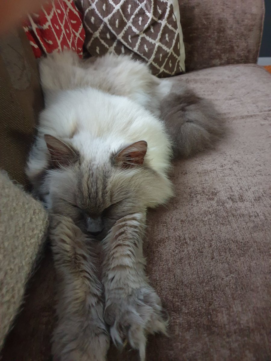 leavesleyt's tweet photo. @FartyCheddarCat Paws in from Hoggle. Come home Fin xxxx 🐈‍⬛🖤 https://t.co/nY2VY7DQbn