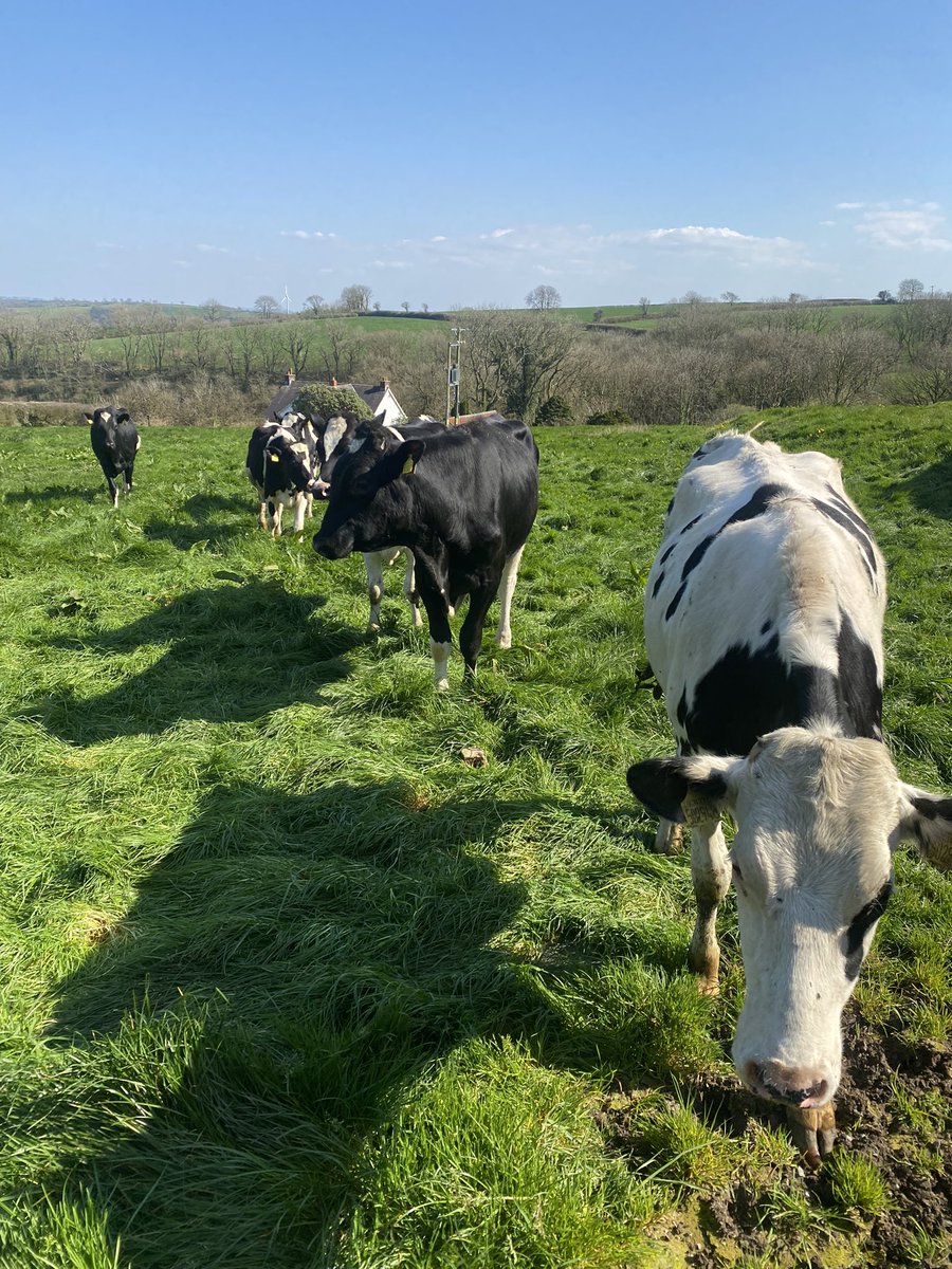sarah97howells's tweet photo. After a miserable morning TB testing and bad results it was nice to send out our boy Boris and a few girls! First batch out #springonthefarm #Dairy #sunnydays https://t.co/vfTloI6gCv