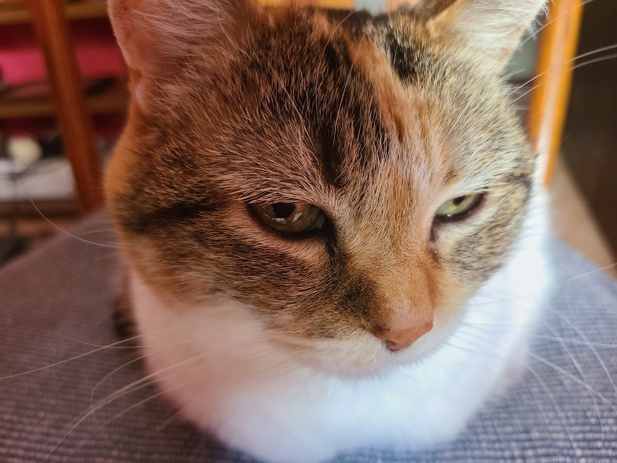 RoguesHouse's tweet photo. My little eye is all goopy. Do you think I got Mom's COVID? #RogueProbz https://t.co/LbybCuB9t6
