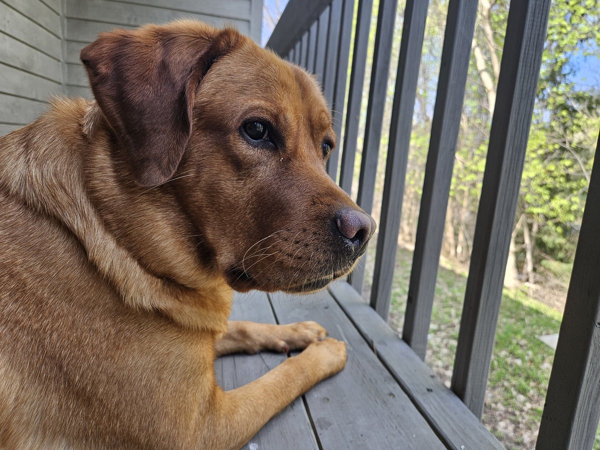 biscuitini's tweet photo. 🐶 https://t.co/If9YYGEzYL