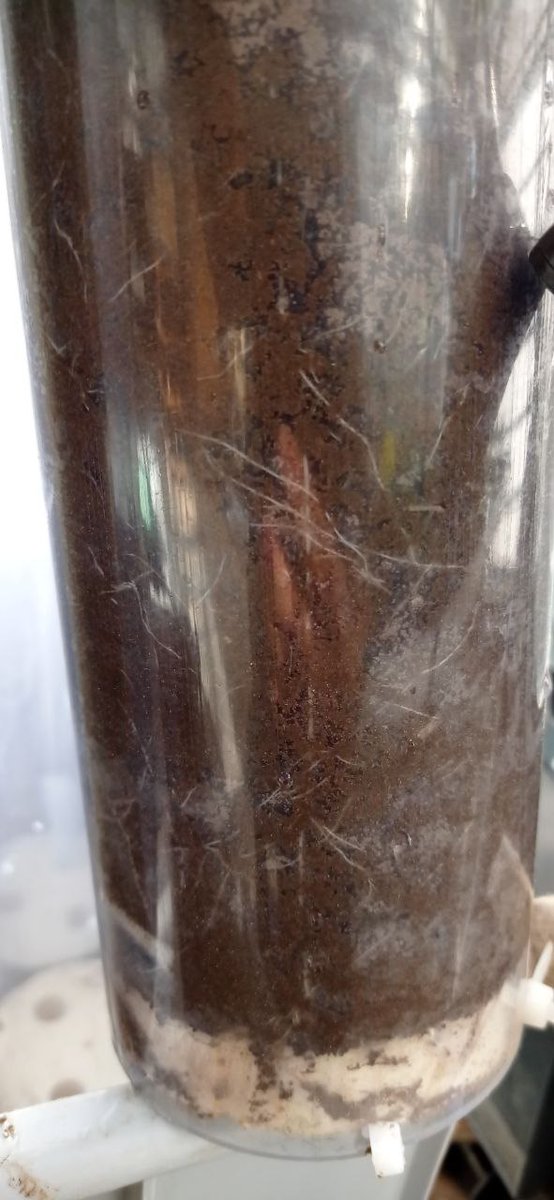 HamidRouina's tweet photo. The new experiment, a unique experience in Copenhagen! In collaboration with Prof. Thorup-Kristensen's group where I am interested in investigating gene expression in association with root anatomical plasticity and RSA in response to nitrogen applications in semi-filed condition https://t.co/G5oe3p3eU6