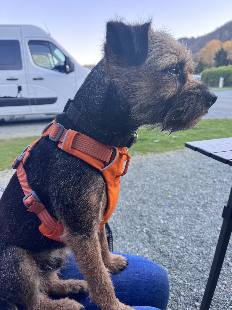 Stanley had a new harness. Looking good little fella ❤️ @RuffwearUK @BTposse #btposse #borderterrier #dogsoftwitter