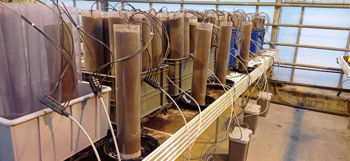 HamidRouina's tweet photo. The new experiment, a unique experience in Copenhagen! In collaboration with Prof. Thorup-Kristensen's group where I am interested in investigating gene expression in association with root anatomical plasticity and RSA in response to nitrogen applications in semi-filed condition https://t.co/G5oe3p3eU6