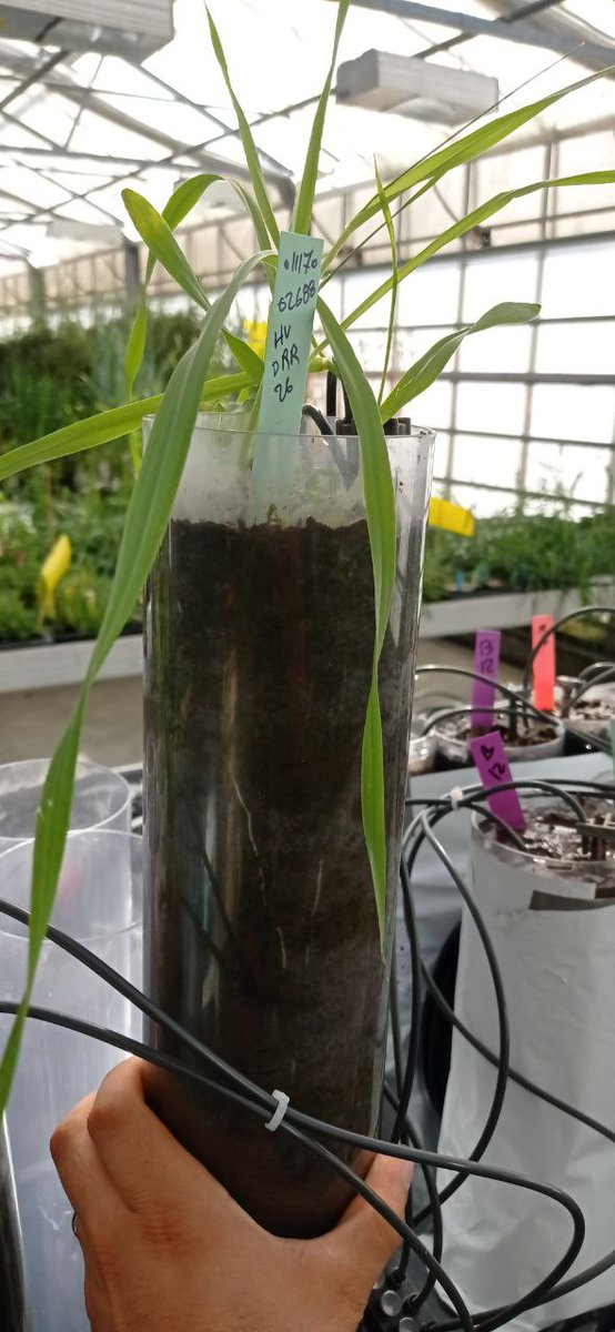 HamidRouina's tweet photo. The new experiment, a unique experience in Copenhagen! In collaboration with Prof. Thorup-Kristensen's group where I am interested in investigating gene expression in association with root anatomical plasticity and RSA in response to nitrogen applications in semi-filed condition https://t.co/G5oe3p3eU6