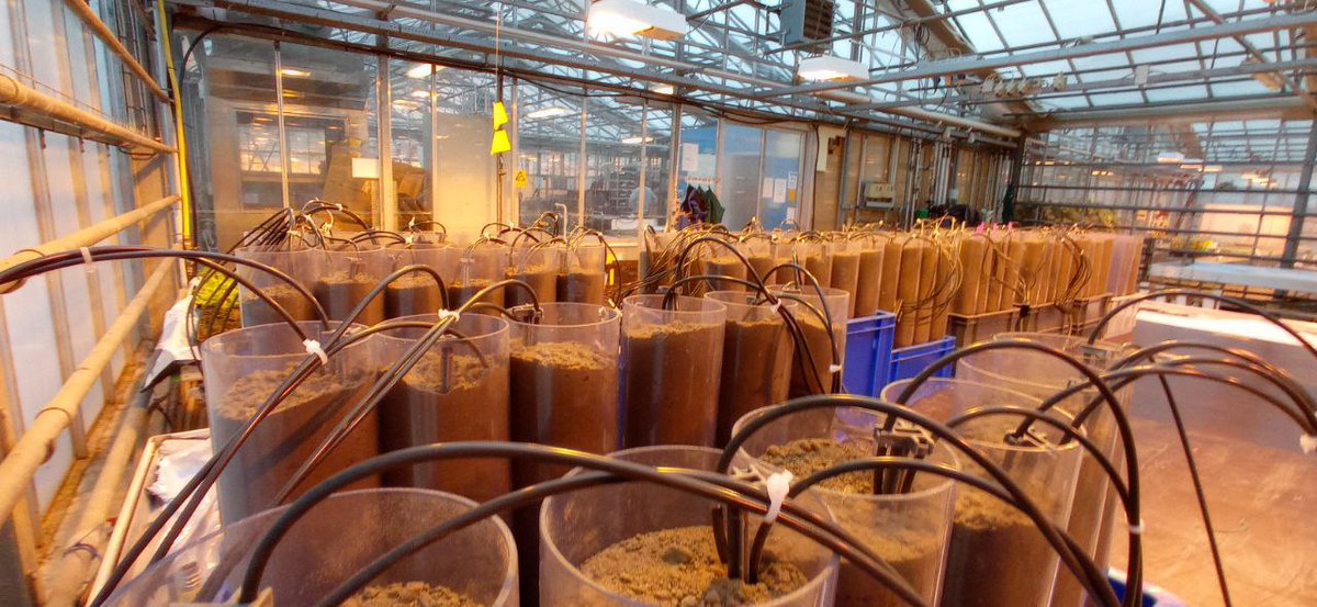 HamidRouina's tweet photo. The new experiment, a unique experience in Copenhagen! In collaboration with Prof. Thorup-Kristensen's group where I am interested in investigating gene expression in association with root anatomical plasticity and RSA in response to nitrogen applications in semi-filed condition https://t.co/G5oe3p3eU6