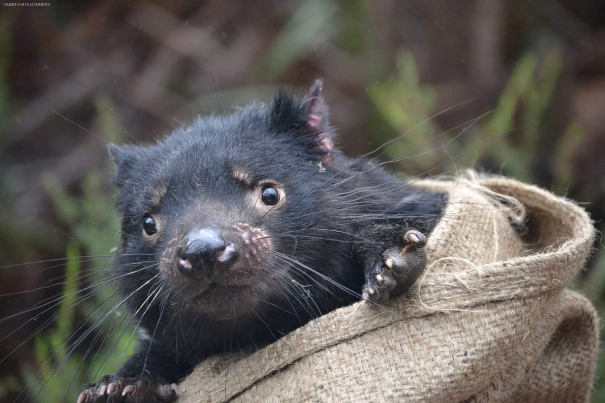 Science Magazine (@sciencemagazine) on Twitter photo Already threatened by habitat loss and other human impacts, Tasmanian devil populations have been severely impacted by two transmissible cancers.
A new Science study illuminates the evolutionary history of these unusual pathogens. scim.ag/2jP Already threatened by habitat loss and other human impacts, Tasmanian devil populations have been severely impacted by two transmissible cancers.
A new Science study illuminates the evolutionary history of these unusual pathogens. scim.ag/2jP