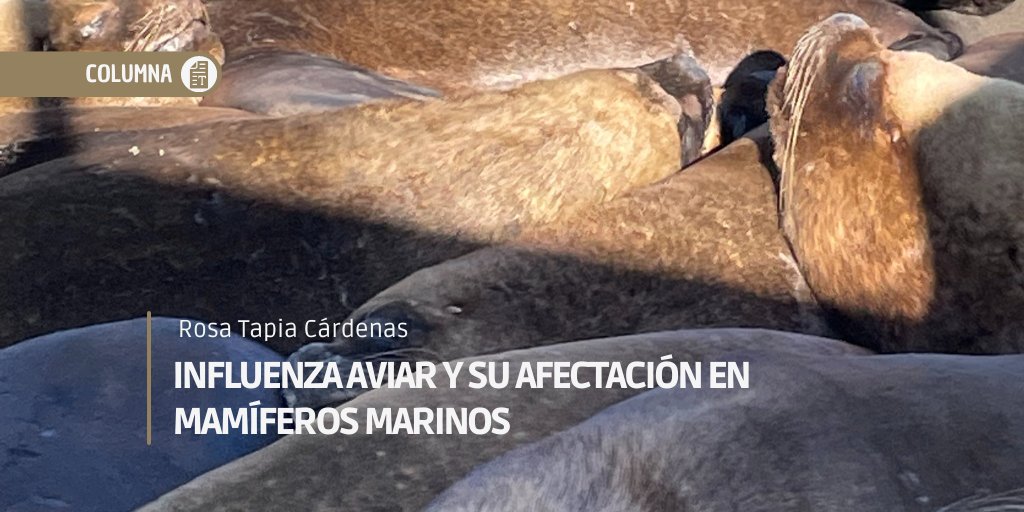 #columnacostera 🌊

🐦 En la columna "Influenza aviar y su afectación en mamíferos marinos", la médico veterinaria Rosa Tapia, narra el impacto que el virus H5N1 en los lobos marinos, especialmente, en #coronel  

👉 Revisa la columna completa acá: bit.ly/3otgFks