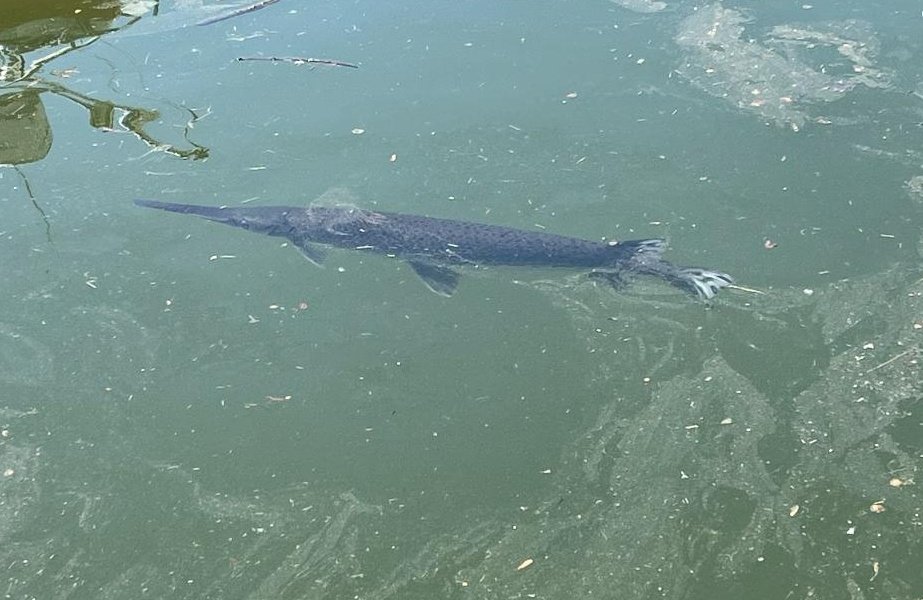 gangplankac's tweet photo. Guess who's back in the Washington Channel? Our favorite fish, gar!!! https://t.co/0fgBkhuQtn