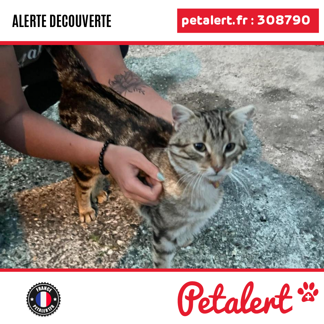 petalert_france's tweet photo. Trouvé #Chat #Tarn #Castres #Petalert #PetAlert81 / https://t.co/WfWBBKJPaz https://t.co/f4clkIJff6