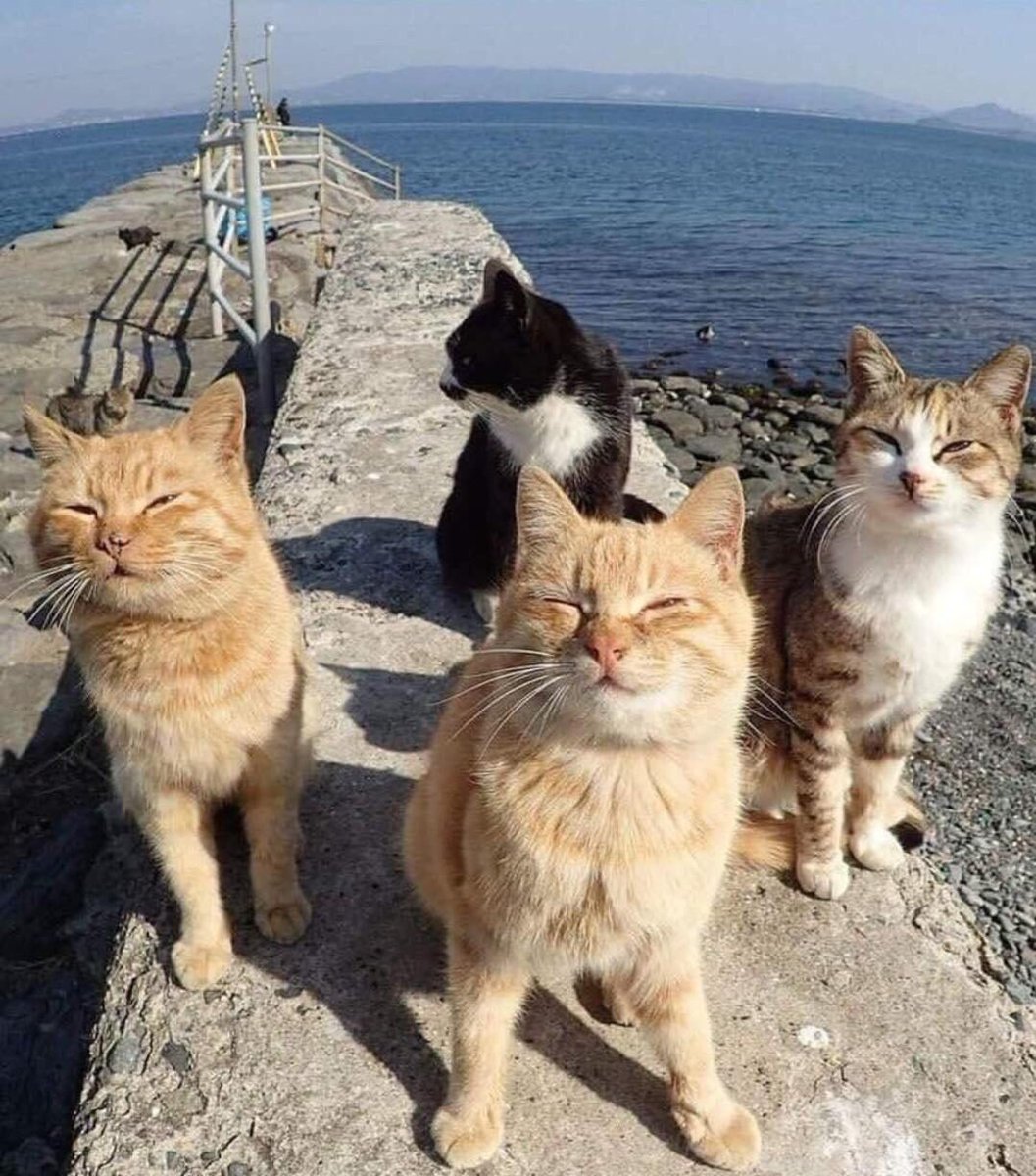 catshealdeprsn's tweet photo. https://t.co/A7IjYgofCQ