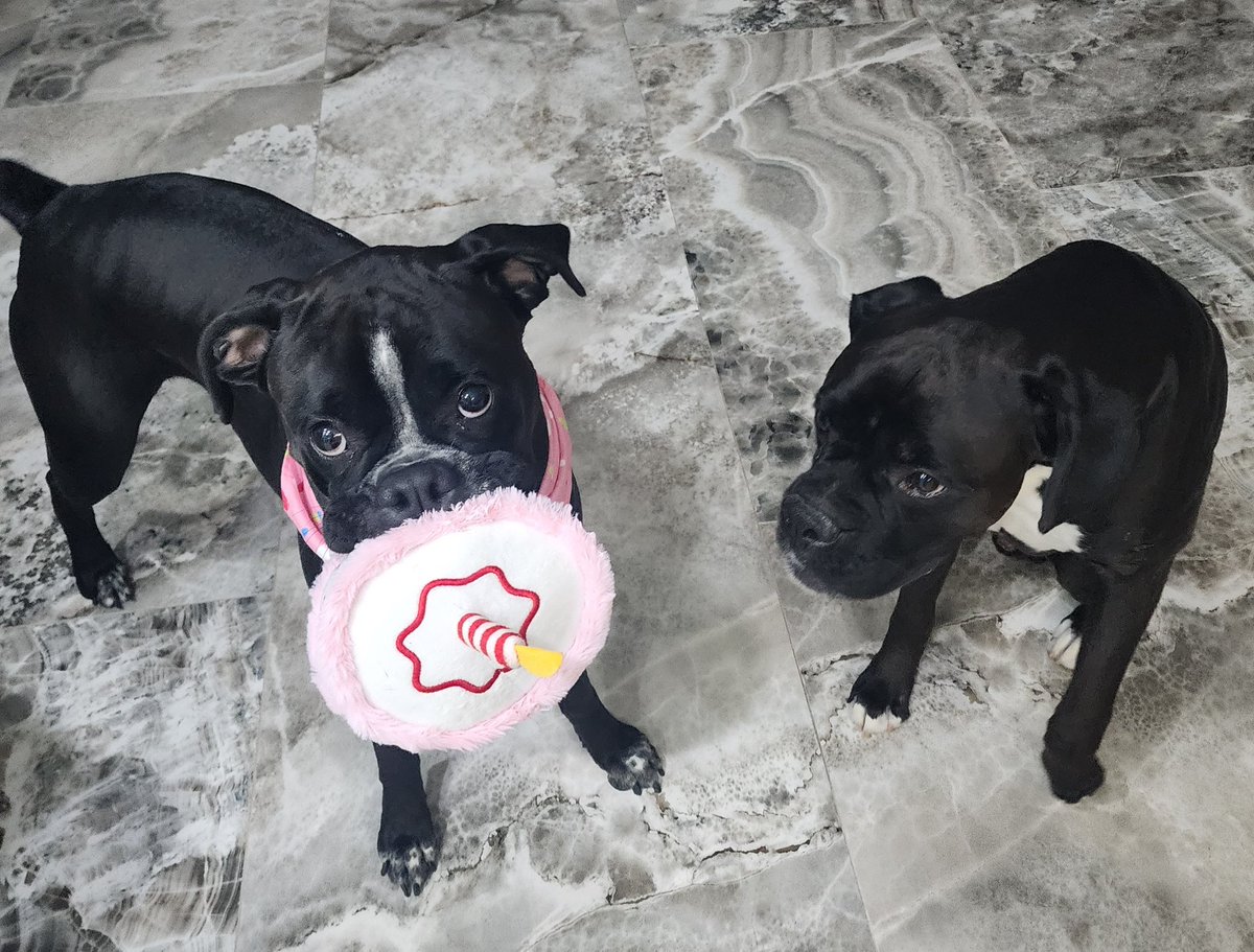 FrankieFlipEars's tweet image. So Tuesday was my 2nd Birthday and I got a Birthday cake squeaky and Frank feels bad that I'm not sharing #birthdaygirl #notsharing