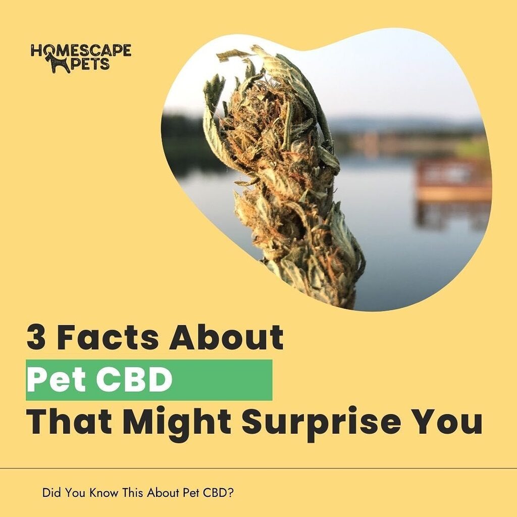 Homescape Pets tweet media