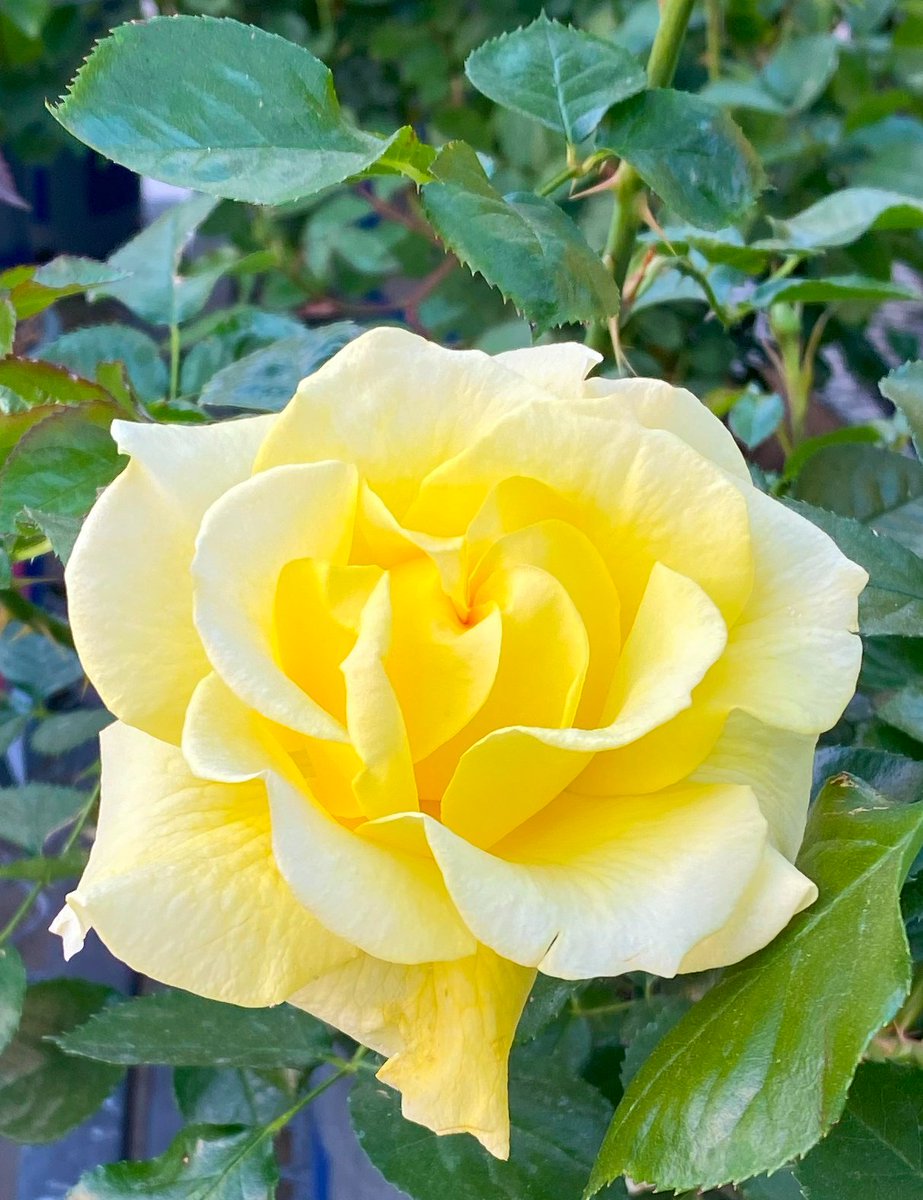 Altman_Plants's tweet photo. Our True Friendship rose. Part of our True Bloom Roses®️ collection, this generator of congenial and sweetly aromatic vibes won the Floribunda Gold Medal at the Rose Hills International Rose Trials in 2016.

True Friendship maxes out its compact footprint at around 3' by 3'. https://t.co/0duIsd88bP