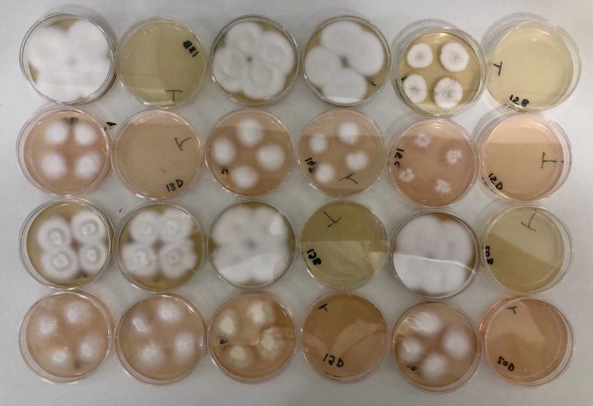 Sarah Dellière is on Bluesky 🦋 tweet media