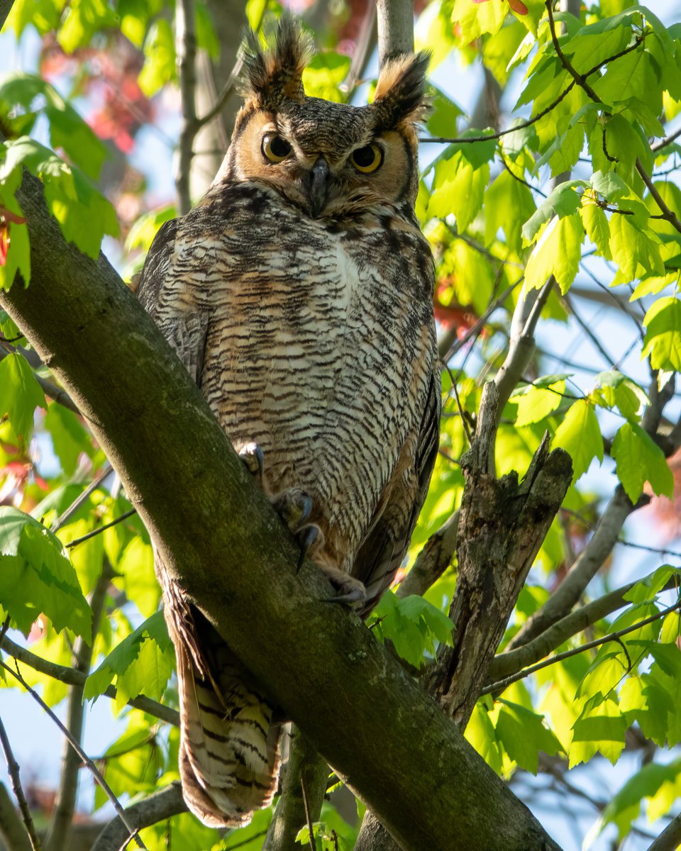 Caren Jahre on Twitter "Pupils of the visiting Great Horned Owl