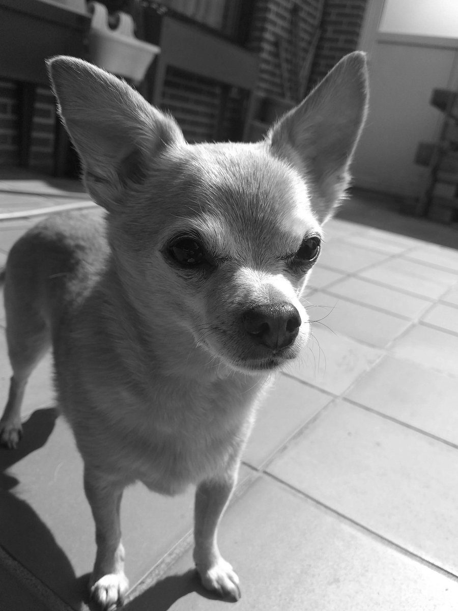 KEmslandwuff's tweet photo. Heute Abend ist mein kleiner Freund Max mit 15,5 Jahren über die Regenbogenbrücke gegangen 😢 Wir sind so traurig und werden ihn ganz dolle vermissen 😥🖤
#AufMax https://t.co/JMQ9z4qYuv