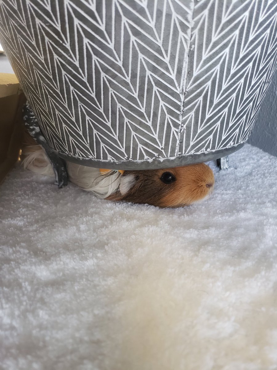 groomergirl92's tweet photo. Hello there! Hope you're having a furtastic and pawesome Thursday! 🥰
#petgroomer #guineapig #thebarkside #coloradosprings #pets #nailtrim #petsoftwitter https://t.co/pQZhonIJrC