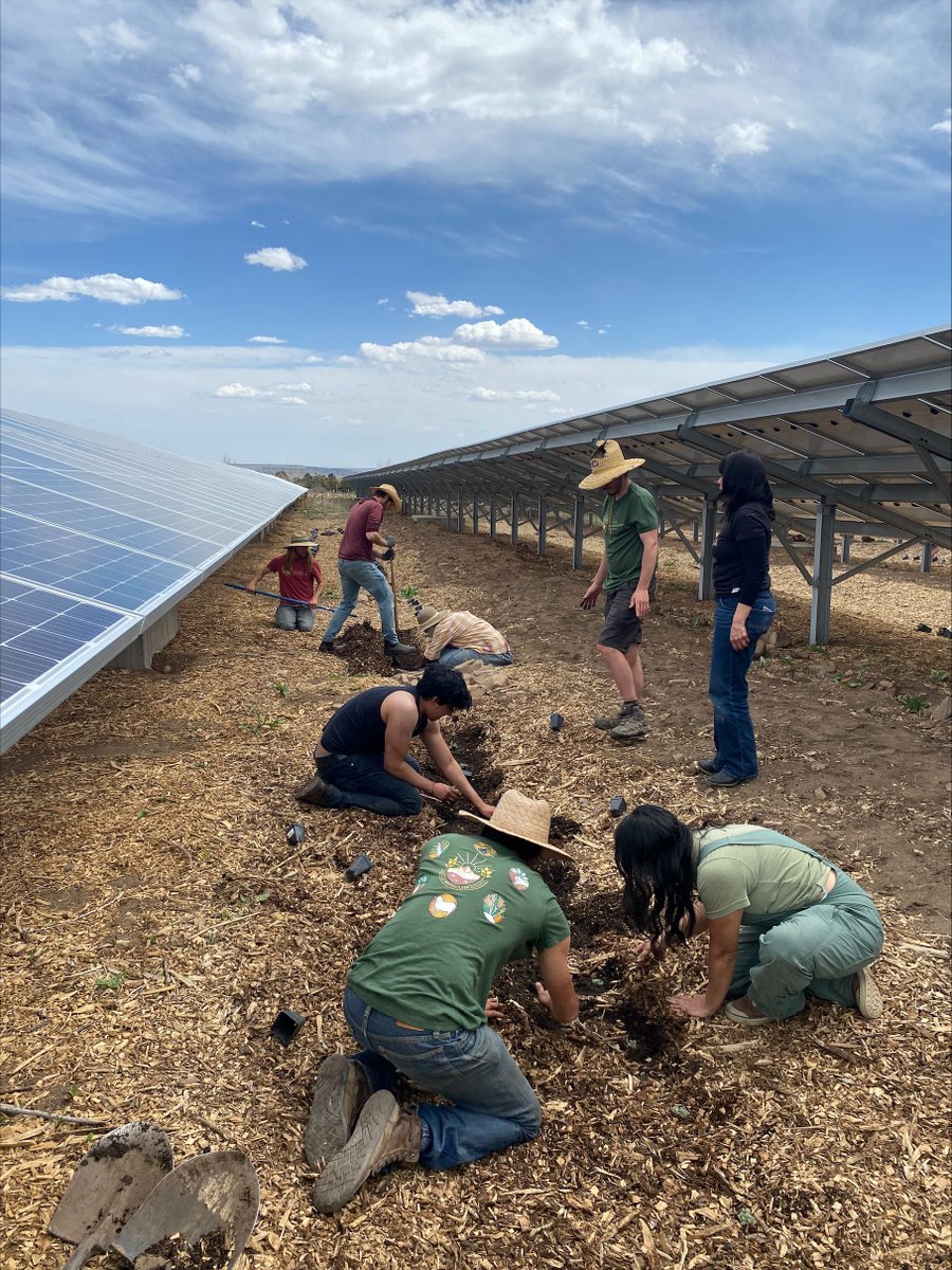 Nature_Colorado's tweet photo. Alongside partners, we're restoring degraded land underneath an existing solar array into an agrivoltaics system where native, medicinal perennials are grown for community benefit.

We kicked off the growing season this week by planting hundreds of plants in between the panels! https://t.co/rHNK6YNWZY