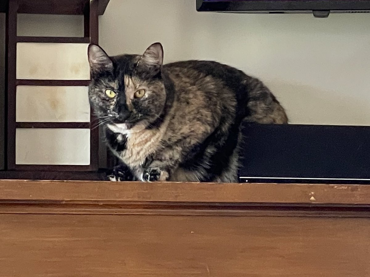 Jorts (and Jean) tweet media