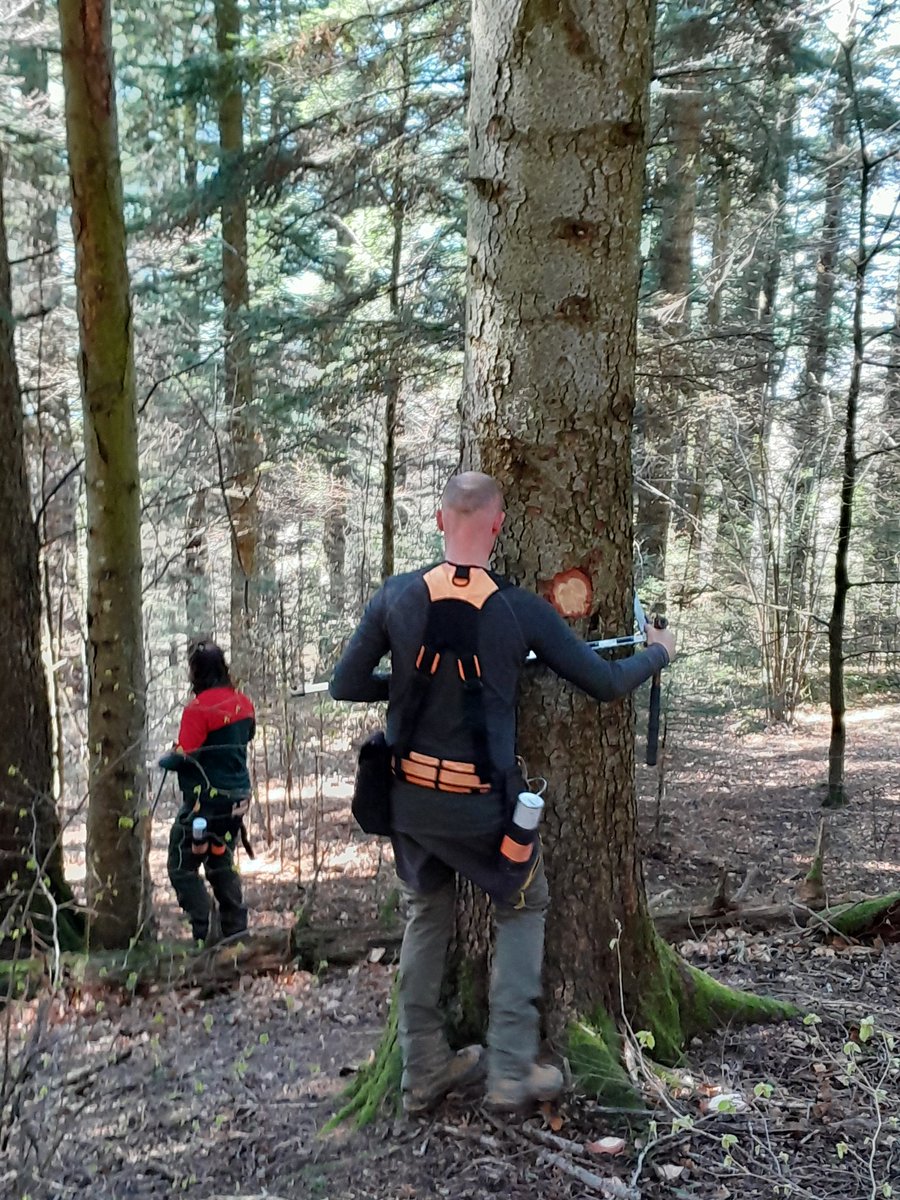 XavierNicot's tweet photo. Récolter les sapins murs en futaie irrégulière de montagne 🌲 
✅️ stocker le carbone dans la construction 
✅️ renouveler la forêt en laissant la place aux jeunes
✅️ pérenniser ce système pour des générations 

Martelage en forêt de LE LYAUD avec @ONF_Officiel en @Dep_74 https://t.co/iTFpQ4A6gU