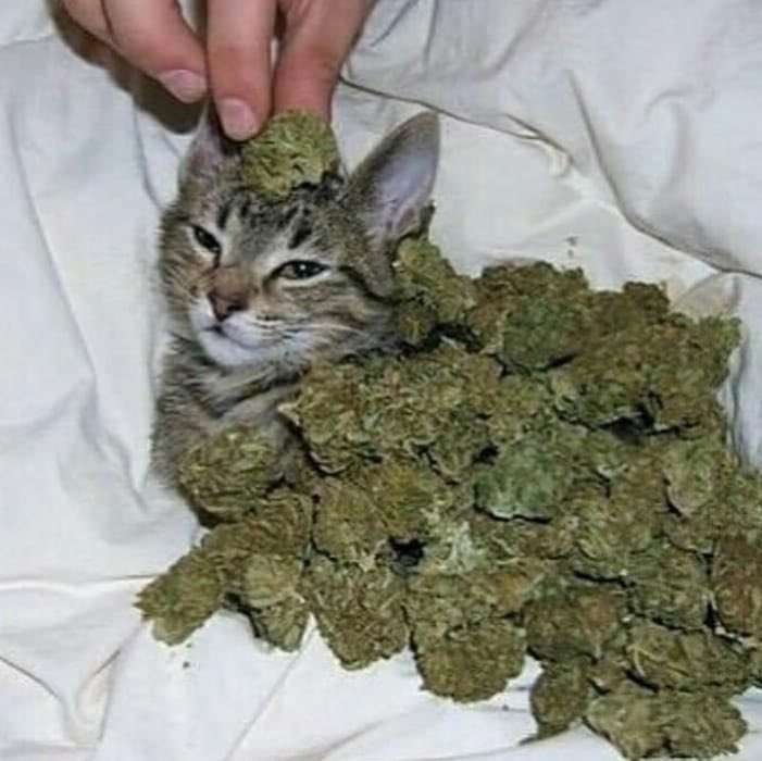 OperaXGofficial's tweet image. Happy 420 everyone🍃 I'm about to roll this lil dude into joint‼️Who wants a hit❓