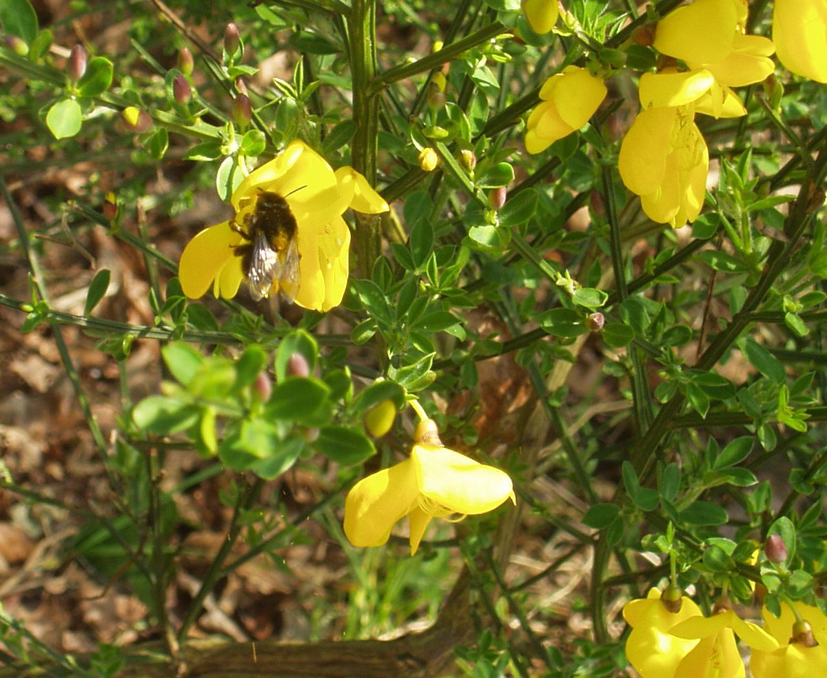 Bees in the Bay
Spring time April 2023

<a href="/BayChessel/">Chessel Bay Friends</a> 
#bees 
#spring 
#localnaturereserve 
#southampton