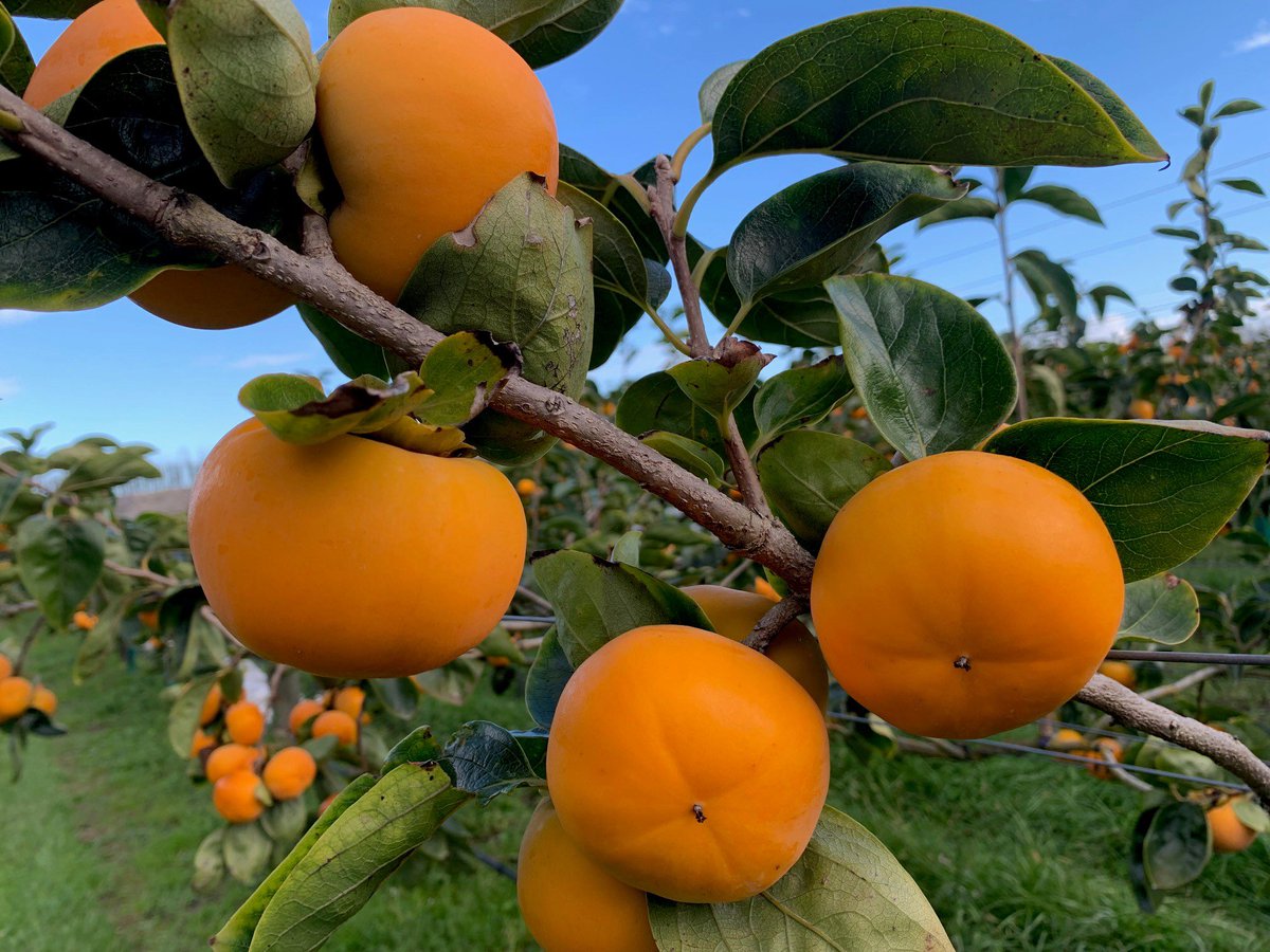 unitedfreshnz's tweet photo. First Fresh begins new season persimmon picking this week! Can’t wait to see these in store #NZpersimmons #firstfreshgisborne #unitedfreshnz https://t.co/eNOIH7HWQk