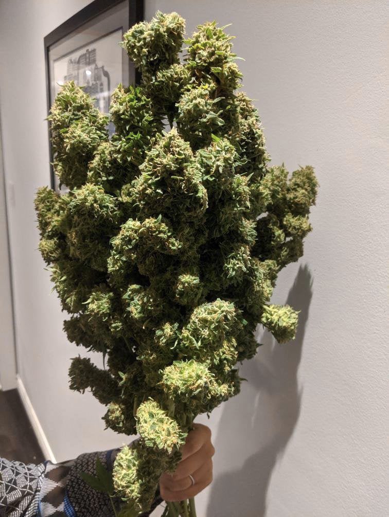 AshleyDCan's tweet image. the only flowers i ever want