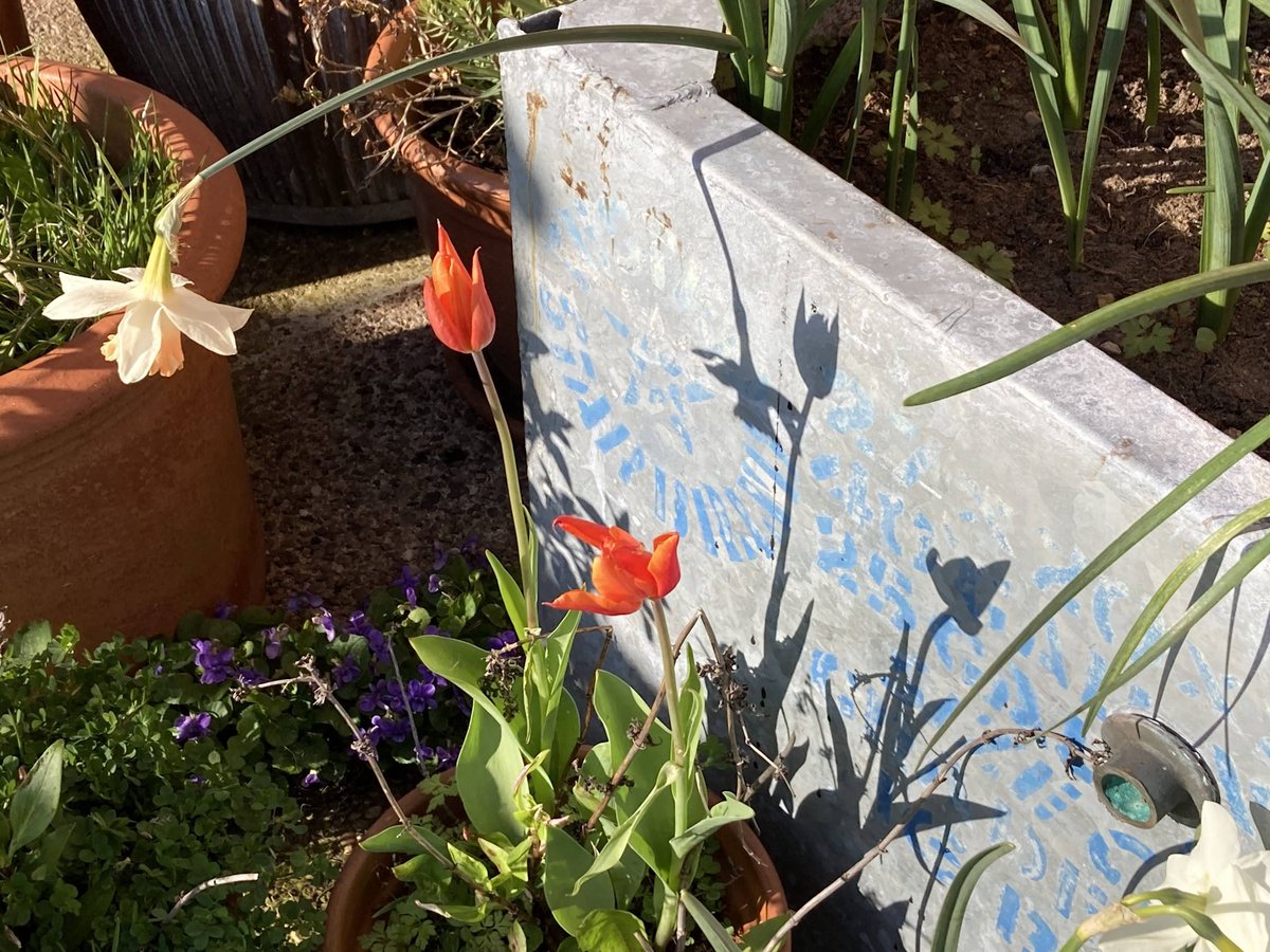 Flowers in conversation with eachother.