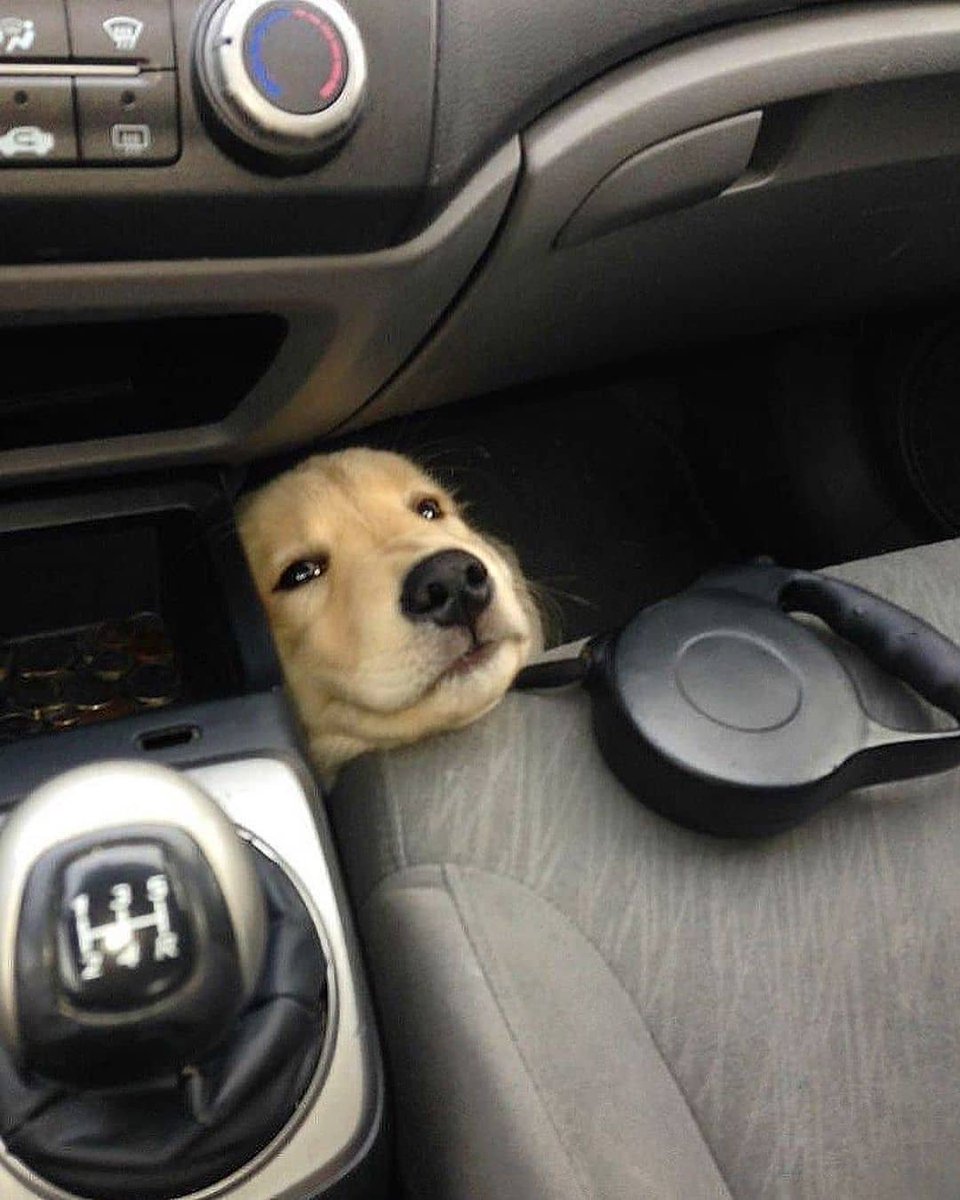 💖 (@twaniimals) on Twitter photo 