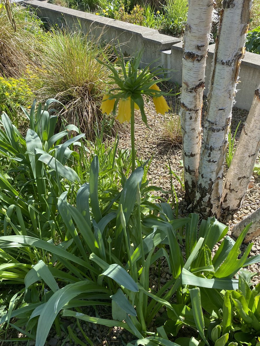 Sheffield’s “Grey to green “ in the spring sunshine. What a treat! Active travel, surface water management, biodiversity and beauty all in the space of what was a road. Thanks <a href="/Arup/">Arup</a> for the tour.