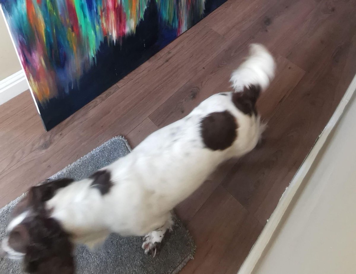 HEARTBROKEN 💔 OWNERS 
My dog was taken from me Eastfield Road approx 11pm Wed 19/4/23
#Police are investigating 
Some1 waited outside garden &amp; grabbed her when we stepped outside,another waited in vehicle 
Chipped/ only has 3 toes on each front foot
#Louth #Lincolnshire ❌❌❌