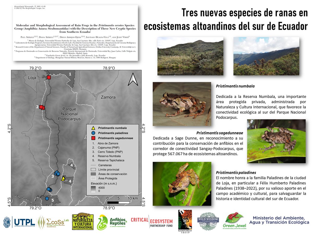 El trabajo conjunto para la conservación de anfibios, entre <a href="/EcoSs_Lab/">ECOSSLAB</a> <a href="/utpl/">🎓 UTPL</a> y @nciecuador sigue dando frutos. Presentamos tres nuevas especies de ranas que habitan ecosistemas altoandinos de alta importancia hídrica y biológica <a href="/GrupoGreenJewel/">Grupo Green Jewel</a> <a href="/MAATE_Zonal7/">Dirección Zonal 7 MAATE</a> @InvestigaUtpl