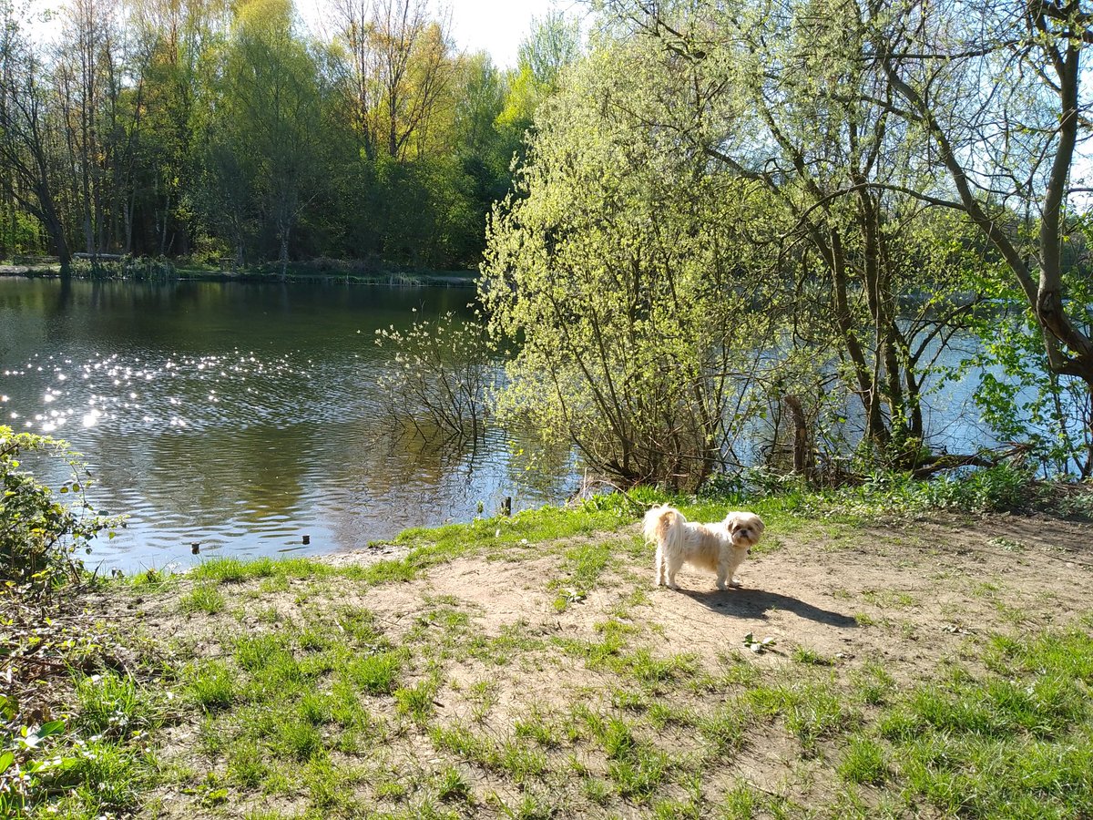 natalievaness15's tweet photo. Hardly met any doggys out today in Big Park on dis fine day π€· Neva mind, I woz just in me own big, little world π³π²
#TallulahsCreek ποΈ https://t.co/WRRgwRVrXv