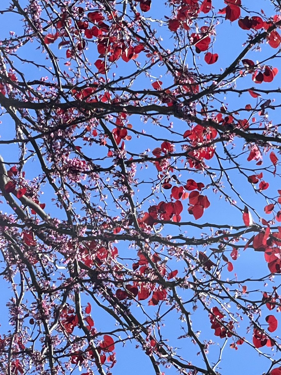 ad3_mr's tweet photo. ハナズオウという花木は濃いピンクの小さな花が沢山咲くんだけど、花が終わってからの葉っぱもこんなに綺麗だとは知らなかった🥰(まだ少し残ってる花が右の写真で見えます)
#Redbud #RedbudTree https://t.co/1wslWRIzip