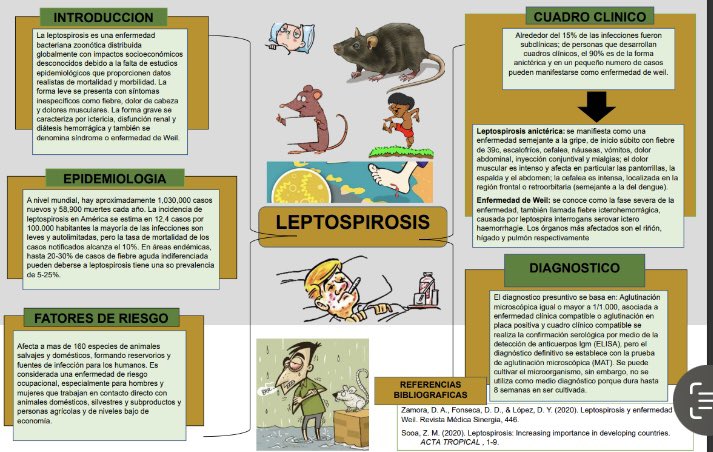 andersonvelez03's tweet photo. La leptospirosis es una bacteria que que puede causar síntomas graves en aquellas ocasiones la podemos confundir con el dengue en la siguiente imagen podemos saber de un poco de leptospirosis @Anghelo77ac @UleamEcuador #UleamPorLaVida #UleamEsAcademia #Mapaconceptual https://t.co/i2B5m8MZ6x