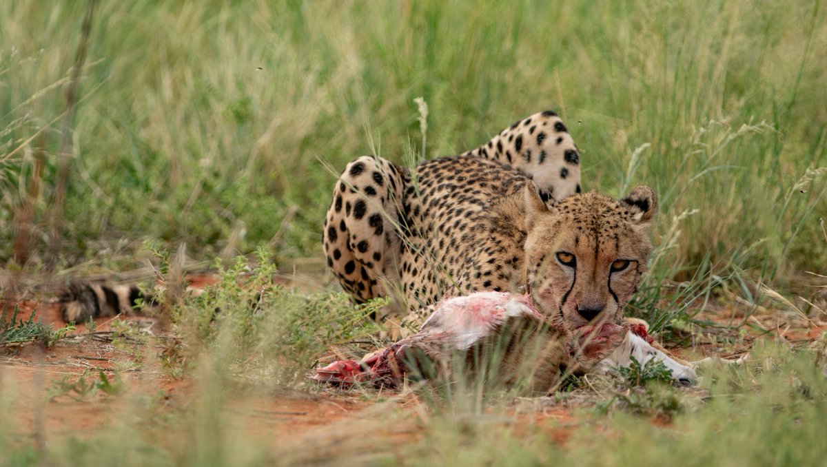 Tswalu's tweet photo. The reward of getting up extra early for a morning game drive: first light, and a young female #cheetah feeding on a #springbok carcass. 
#cheetahkill #onsafari #safari #wildlifesighting https://t.co/c0mC9JDwo5
