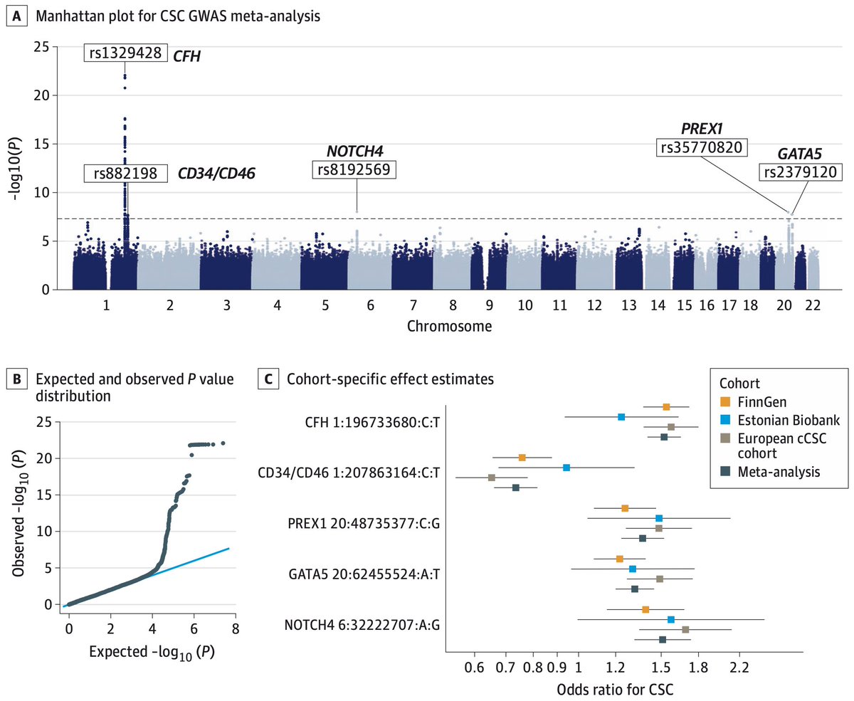 joeltramo's tweet photo. I’m excited to share our publication on the genetics🧬 of central serous chorioretinopathy, now out in @JAMAOphth. We identify overlap with age-related macular degeneration and support roles for the choroidal vasculature and the complement system.
https://t.co/iaJCYMzk9h https://t.co/SDrfp2v2OW