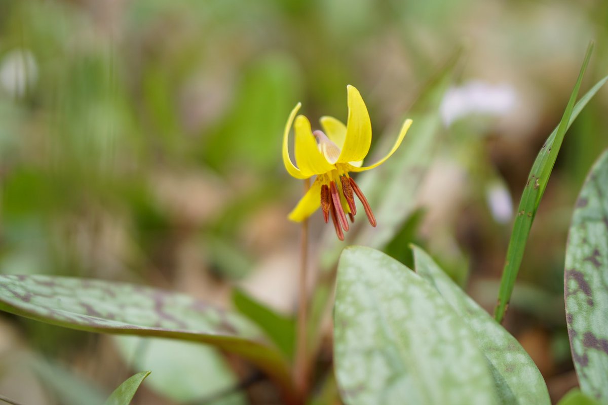JRussPhoto's tweet image. Spring Flower #pollen #nature